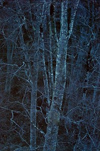 Image description is not available for 2018.018